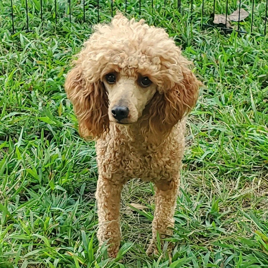 Meet Our AKC Toy & Miniature Poodle Parents | Health-Tested
